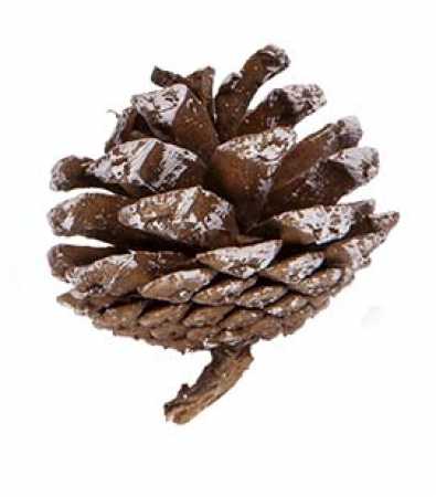 Kiefernzapfen / Tannenzapfen mit Schnee 48er SET  Deko 5-6 cm Naturzapfen Weihnachtsdeko