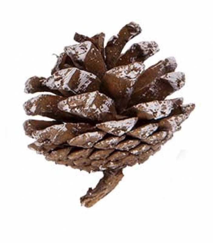 Kiefernzapfen / Tannenzapfen mit Schnee 48er SET  Deko 5-6 cm Naturzapfen Weihnachtsdeko